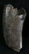 Tyrannosaur Tooth (T-Rex or Nanotyrannus) #28467-2